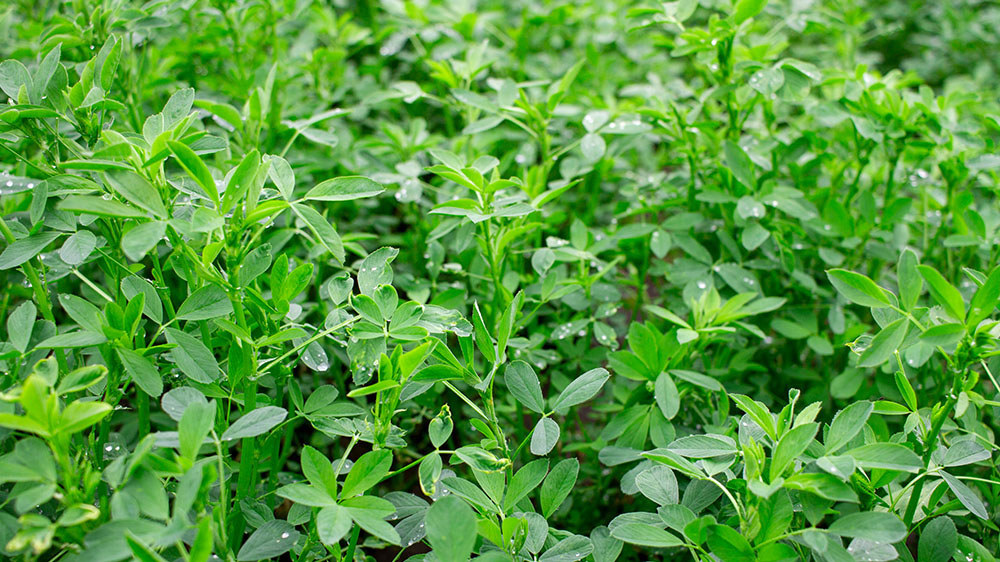NEXGROW 6374R